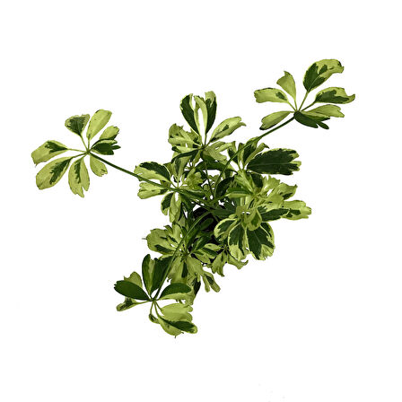 Schefflera Arboricola 'Variegata' (Şeflera Çiçeği)