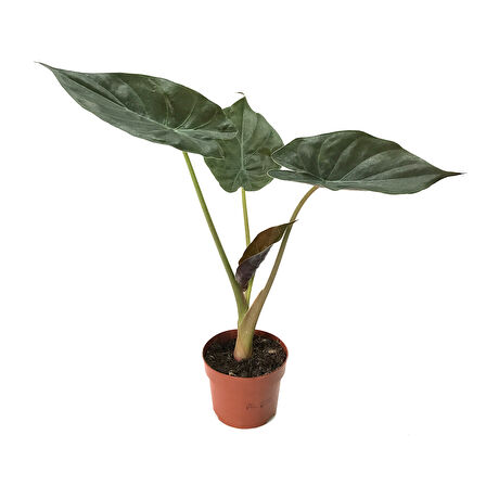 Alocasia Wentii (Fil Kulağı)