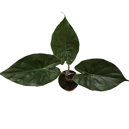 Alocasia Wentii (Fil Kulağı)