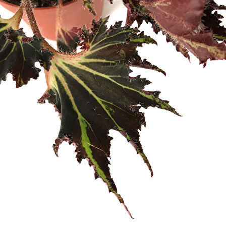 Begonia 'Break Dance' (Begonya Çiçeği)