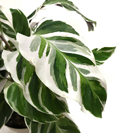 Calathea 'Fusion White' (Dua Çiçeği)