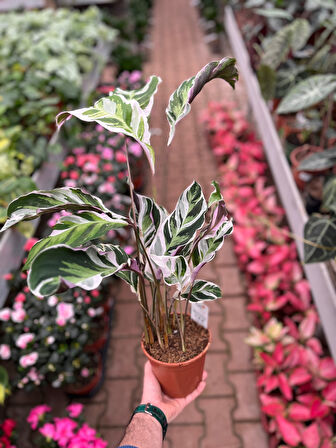 Calathea 'Fusion White' (Dua Çiçeği)