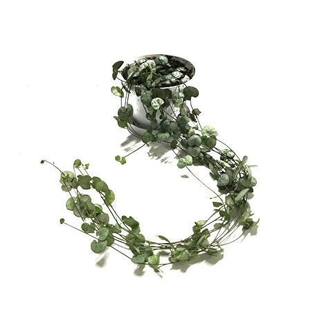 Ceropegia Woodii (Kalp Kalbe Karşı Çiçeği)