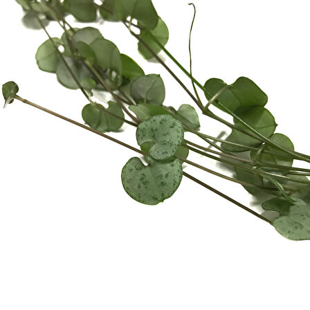 Ceropegia Woodii (Kalp Kalbe Karşı Çiçeği)