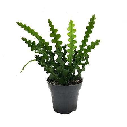 Epiphyllum Anguliger (Atlas Çiçeği)