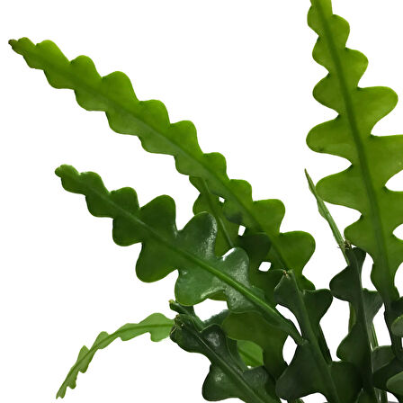 Epiphyllum Anguliger (Atlas Çiçeği)