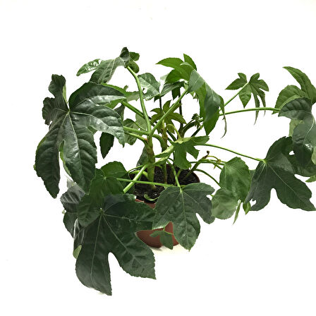 Fatsia Japonica (Japon Çınarı)