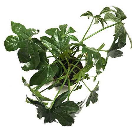 Fatsia Japonica (Japon Çınarı)