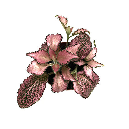 Fittonia - Pembe (Fitonya Çiçeği)