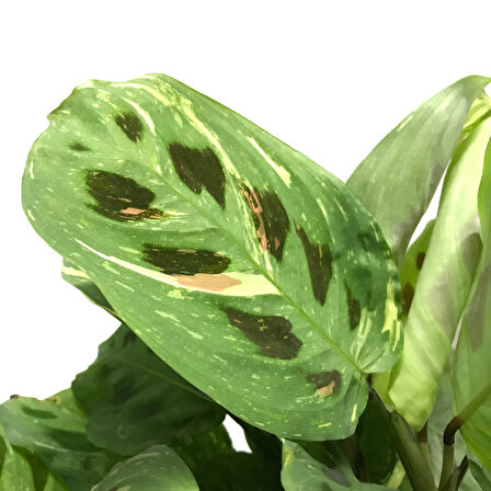 Maranta Leuconeura Kerchoveana 'Variegata' (Dua Çiçeği)