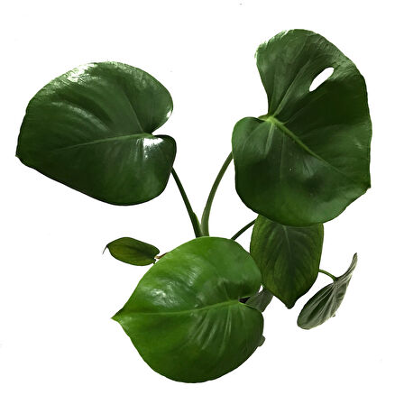Monstera Deliciosa (Deve Tabanı)