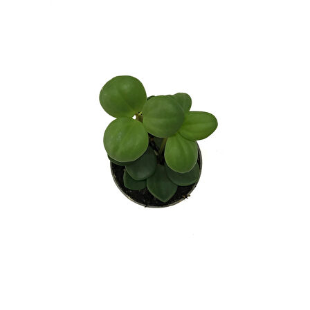 Peperomia Tetraphylla 'Hope' (Umut Sarmaşığı)
