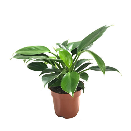 Philodendron 'Green Princess'
