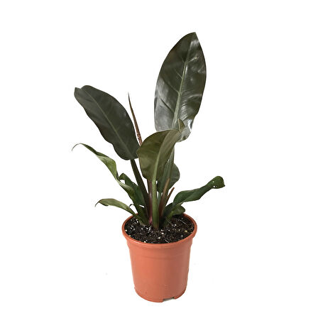 Philodendron Imperial 'Red'