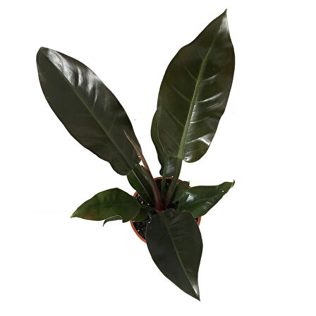 Philodendron Imperial 'Red'