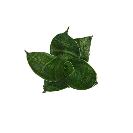 Sansevieria 'Green Hahnii' (Paşa Kılıcı)