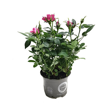 Rosa 'Pink' (Pembe Gül)
