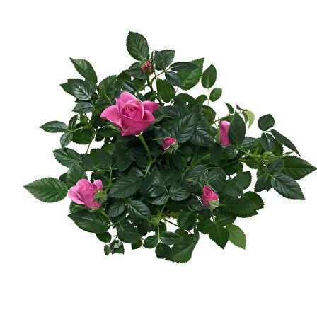 Rosa 'Pink' (Pembe Gül)