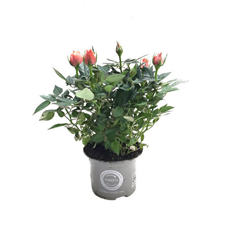 Rosa 'Pinkish Orange' (Somon Gül)