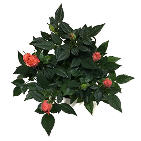 Rosa 'Pinkish Orange' (Somon Gül)