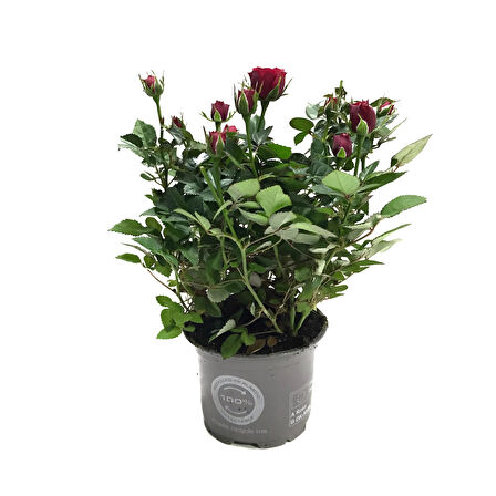 Rosa 'Red' (Kırmızı Gül)