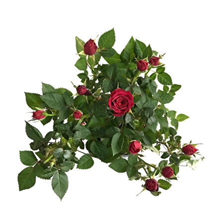 Rosa 'Red' (Kırmızı Gül)