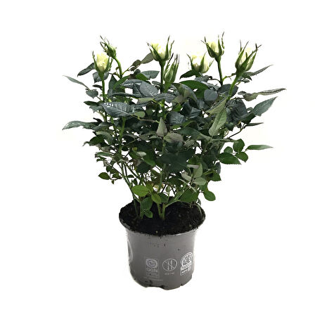 Rosa 'White' (Beyaz Gül)