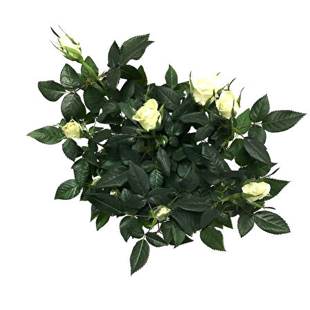 Rosa 'White' (Beyaz Gül)