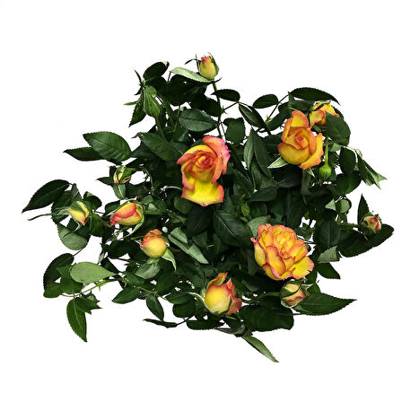 Rosa 'Yellow' (Sarı Gül)