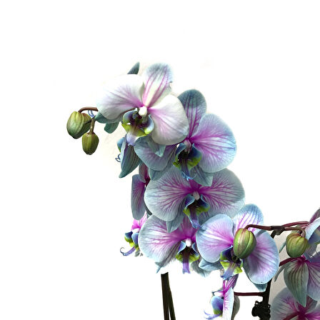 Phalaenopsis 'Bubble Gum' (Turkuaz Orkide)