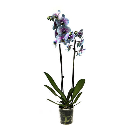 Phalaenopsis 'Bubble Gum' (Turkuaz Orkide)