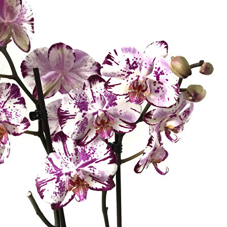 Phalaenopsis 'Ismaeli' (Mor Beyaz Orkide)
