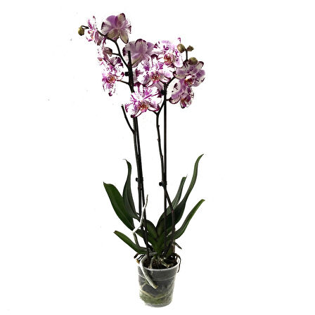 Phalaenopsis 'Ismaeli' (Mor Beyaz Orkide)