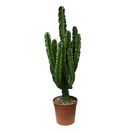 Euphorbia Ingens (Kaktüs)