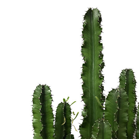 Euphorbia Ingens (Kaktüs)