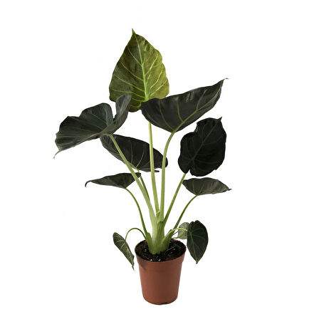 Alocasia 'Regal Shield' (Fil Kulağı)