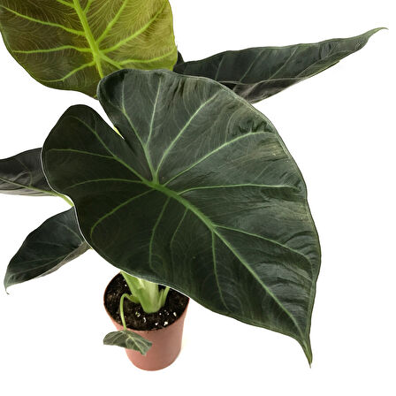 Alocasia 'Regal Shield' (Fil Kulağı)