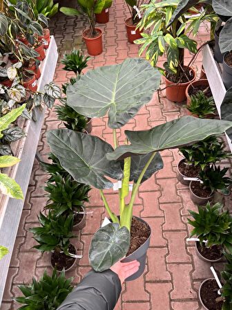 Alocasia 'Regal Shield' (Fil Kulağı)