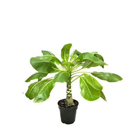 Brighamia Insignis 'Hawaiian Palm' (Hawaii Palmiyesi)