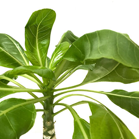 Brighamia Insignis 'Hawaiian Palm' (Hawaii Palmiyesi)