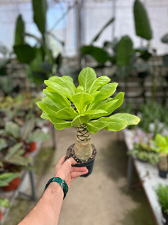 Brighamia Insignis 'Hawaiian Palm' (Hawaii Palmiyesi)