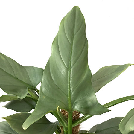 Philodendron Hastatum