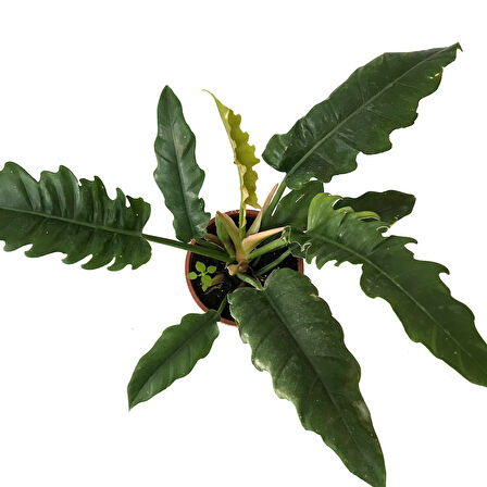 Philodendron 'Narrow Escape'