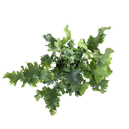 Phlebodium Aureum 'Davana'