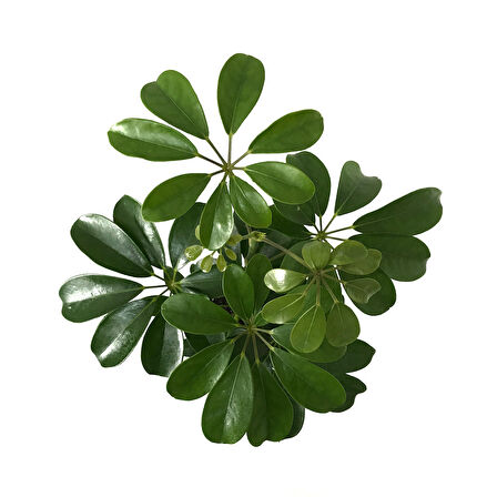 Schefflera Arboricola (Şeflera Çiçeği) Ø12 CM H30-35 CM