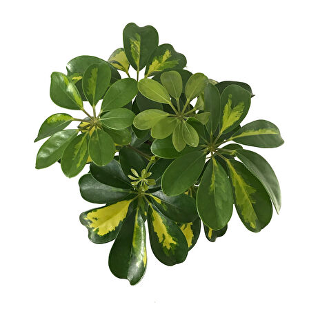 Schefflera Arboricola 'Variegata' (Şeflera Çiçeği)