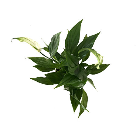 Spathiphyllum Wallisii (Barış Çiçeği)