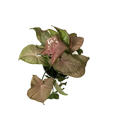 Syngonium Podophyllum 'Pink' (Melek Kanadı Çiçeği)