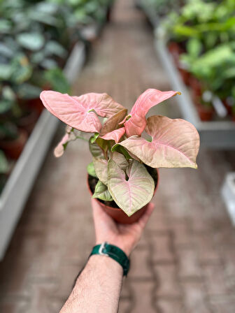 Syngonium Podophyllum 'Pink' (Melek Kanadı Çiçeği)