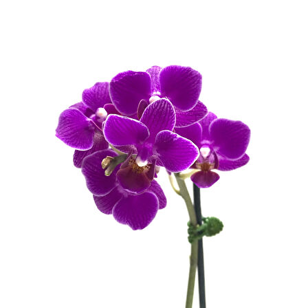 Phalaenopsis 'Paars' (Mor Orkide)